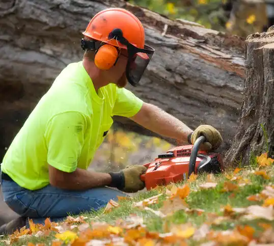 tree services Uplands Park